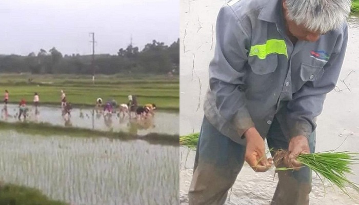 Không lo mất ngày công, 30 nữ công nhân may xin nghỉ làm cấy lúa giúp cụ ông 70 tuổi dưới cái nóng 40 độ giữa đồng