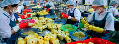 Công nghiệp chế biến rau quả, miếng bánh ngon đang bị bỏ ngỏ…