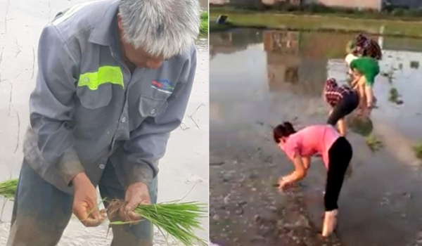 Không lo mất ngày công, 30 nữ công nhân may xin nghỉ làm cấy lúa giúp cụ ông 70 tuổi dưới cái nóng 40 độ giữa đồng